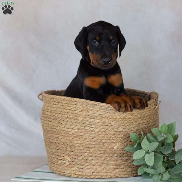 Turbo, Doberman Pinscher Puppy