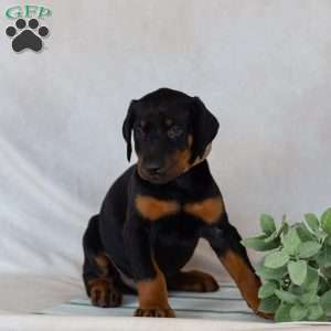 Turbo, Doberman Pinscher Puppy