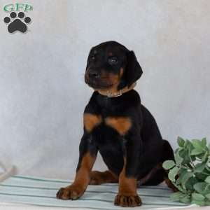Turbo, Doberman Pinscher Puppy