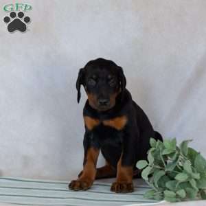 Turbo, Doberman Pinscher Puppy