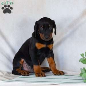 Tara, Doberman Pinscher Puppy