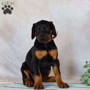 Tara, Doberman Pinscher Puppy