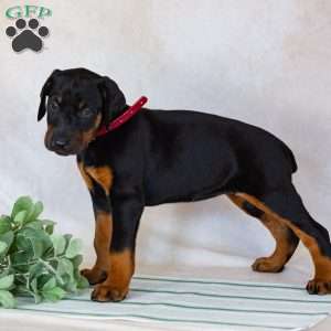 Tara, Doberman Pinscher Puppy