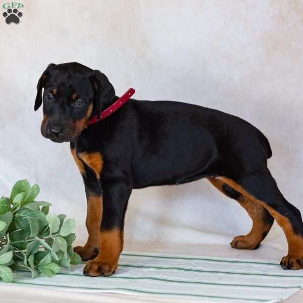 Tara, Doberman Pinscher Puppy