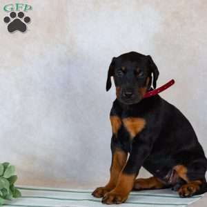 Tara, Doberman Pinscher Puppy