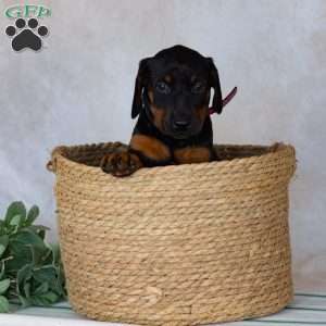 Tara, Doberman Pinscher Puppy