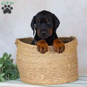 Titan, Doberman Pinscher Puppy