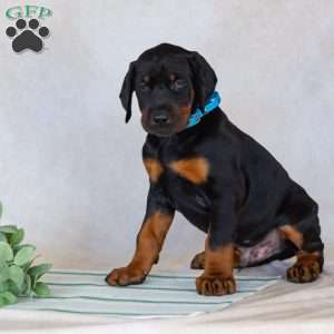 Titan, Doberman Pinscher Puppy