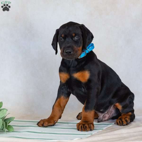 Titan, Doberman Pinscher Puppy