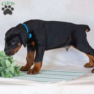 Titan, Doberman Pinscher Puppy