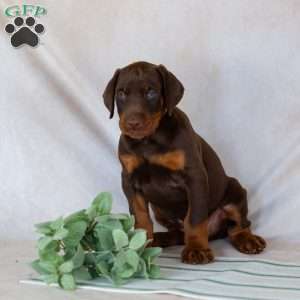 Thor, Doberman Pinscher Puppy