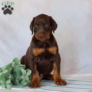 Thor, Doberman Pinscher Puppy