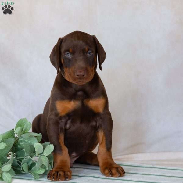 Thor, Doberman Pinscher Puppy