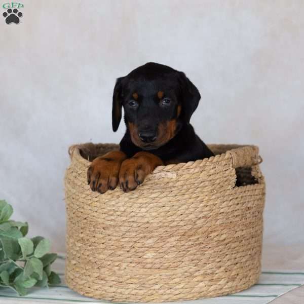 Trixana, Doberman Pinscher Puppy