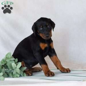 Trixana, Doberman Pinscher Puppy