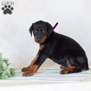 Trixana, Doberman Pinscher Puppy