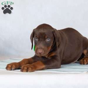 Tyson, Doberman Pinscher Puppy