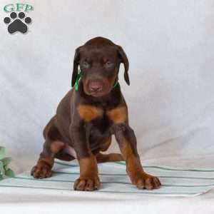 Tyson, Doberman Pinscher Puppy