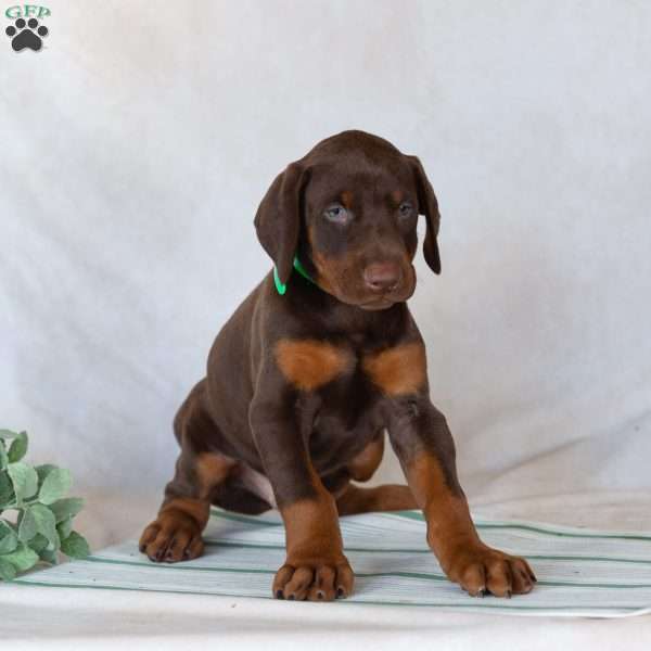 Tyson, Doberman Pinscher Puppy