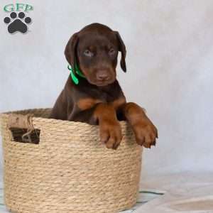 Tyson, Doberman Pinscher Puppy