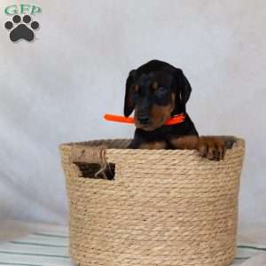 Trisha, Doberman Pinscher Puppy