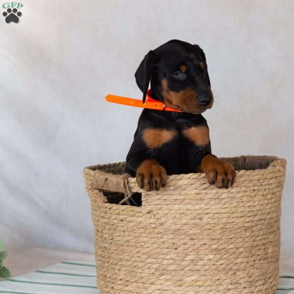 Trisha, Doberman Pinscher Puppy