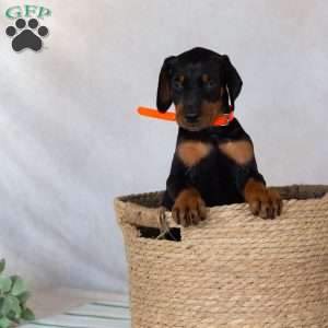 Trisha, Doberman Pinscher Puppy