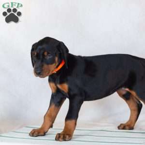Trisha, Doberman Pinscher Puppy