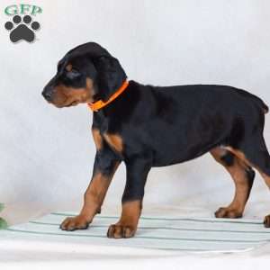Trisha, Doberman Pinscher Puppy