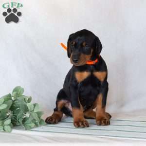 Trisha, Doberman Pinscher Puppy