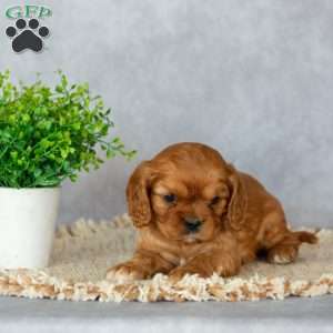 Bennett, Cavalier King Charles Spaniel Puppy