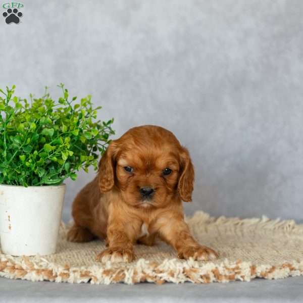Bennett, Cavalier King Charles Spaniel Puppy
