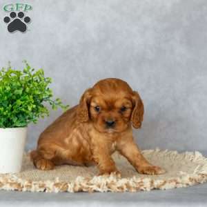Bennett, Cavalier King Charles Spaniel Puppy