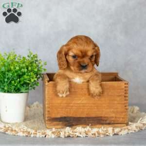 Bennett, Cavalier King Charles Spaniel Puppy