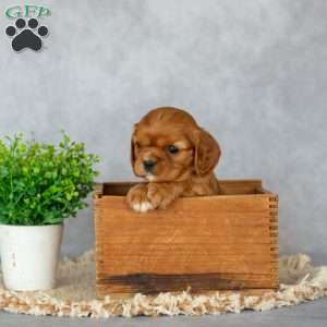 Bella, Cavalier King Charles Spaniel Puppy