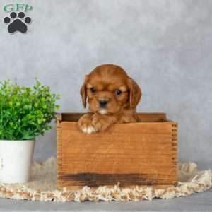 Bella, Cavalier King Charles Spaniel Puppy