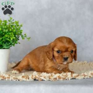 Bella, Cavalier King Charles Spaniel Puppy