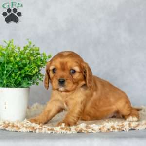 Bonnie, Cavalier King Charles Spaniel Puppy