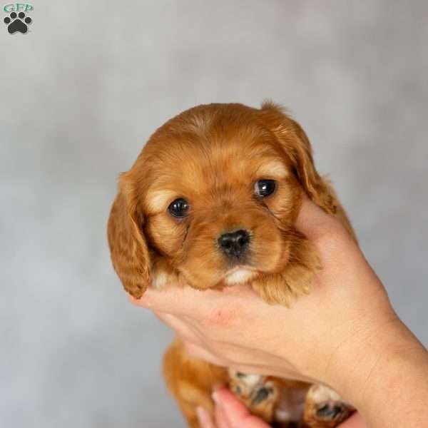 Bonnie, Cavalier King Charles Spaniel Puppy