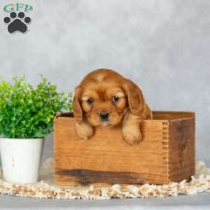 Bonnie, Cavalier King Charles Spaniel Puppy