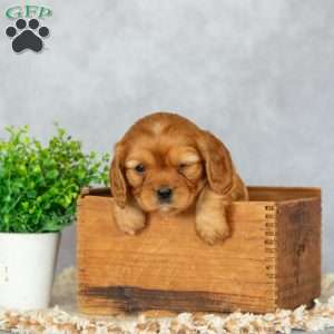 Bonnie, Cavalier King Charles Spaniel Puppy