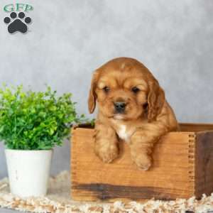 Betsy, Cavalier King Charles Spaniel Puppy