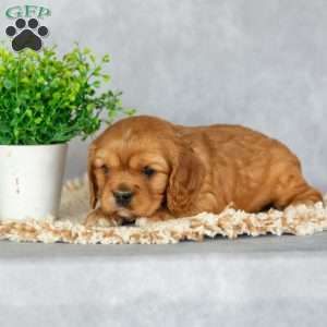Betsy, Cavalier King Charles Spaniel Puppy
