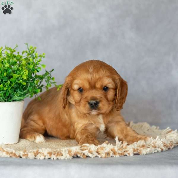 Betsy, Cavalier King Charles Spaniel Puppy
