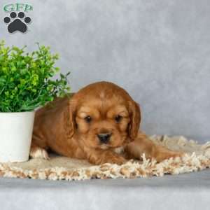 Betsy, Cavalier King Charles Spaniel Puppy