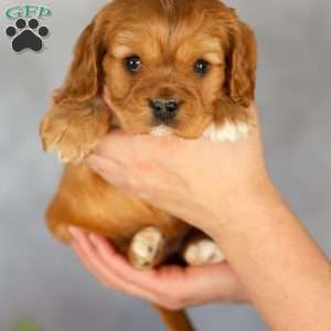 Betsy, Cavalier King Charles Spaniel Puppy