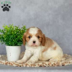 Blossom, Cavalier King Charles Spaniel Puppy