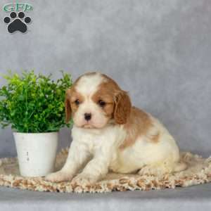 Blossom, Cavalier King Charles Spaniel Puppy