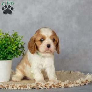 Blossom, Cavalier King Charles Spaniel Puppy