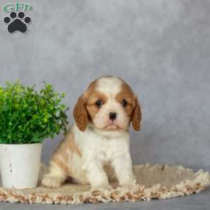Blossom, Cavalier King Charles Spaniel Puppy